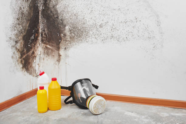 Trusted West Chester, PA Mold Removal Experts