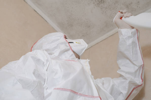 Best Black Mold Removal  in West Chester, PA