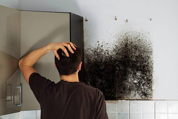 Best Mold Removal Specialists  in West Chester, PA